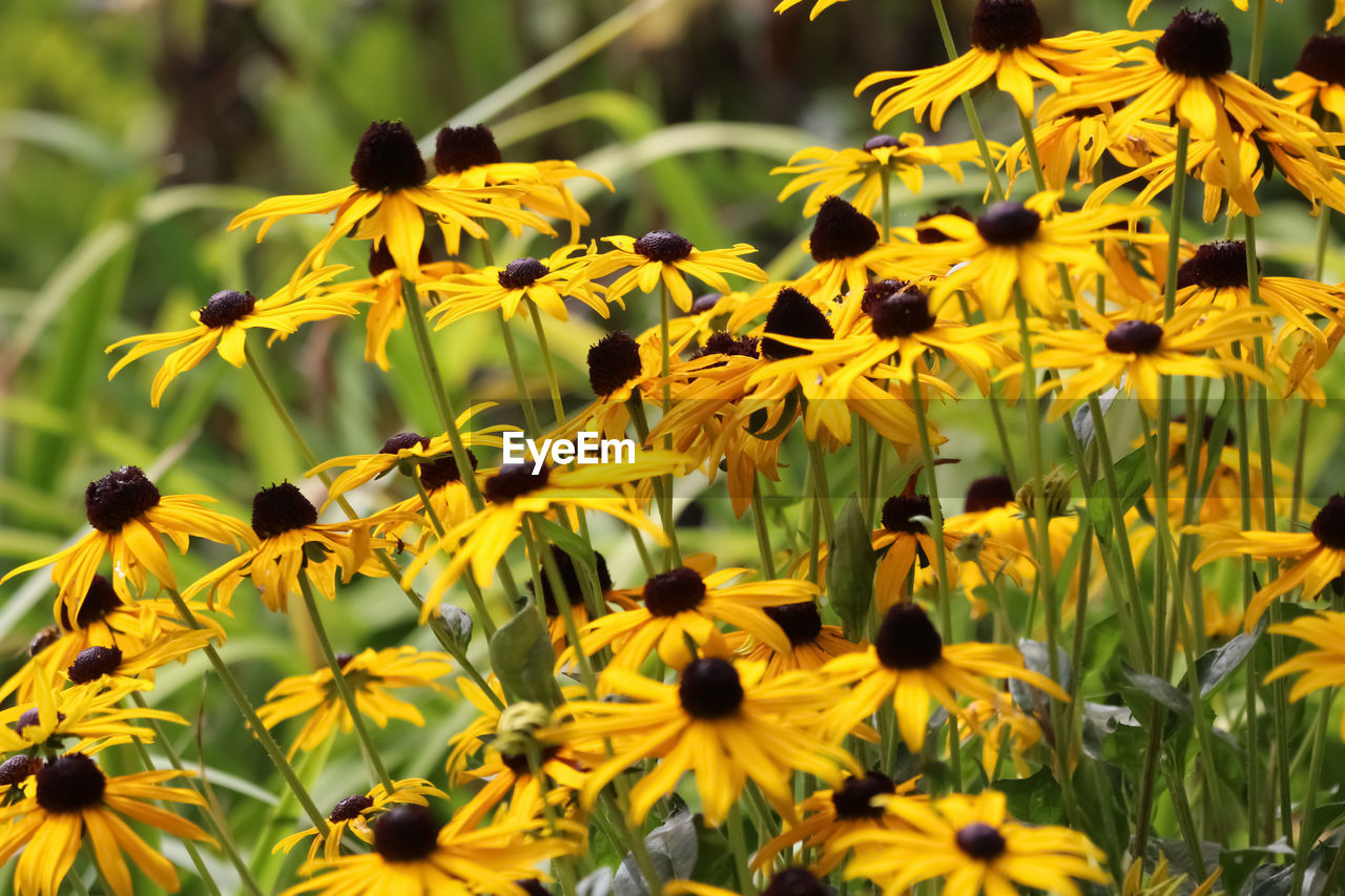 CLOSE-UP OF YELLOW FLOWERS