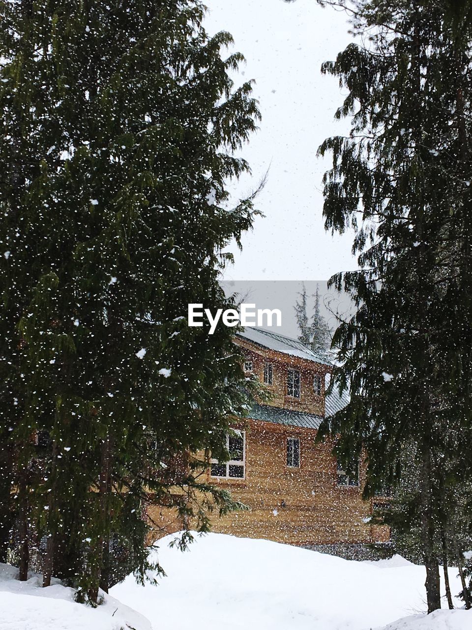 TREES BY HOUSES DURING WINTER