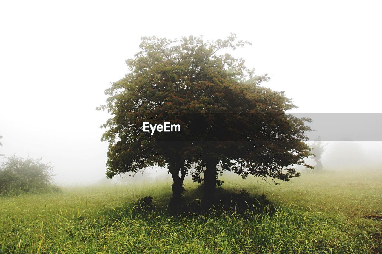 Trees on grassy field against clear sky