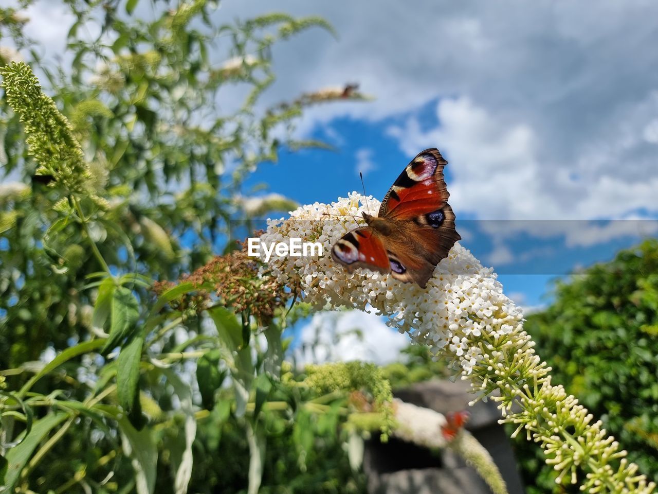 CLOSE-UP OF BUTTERFLY PERCHING ON FLOWER