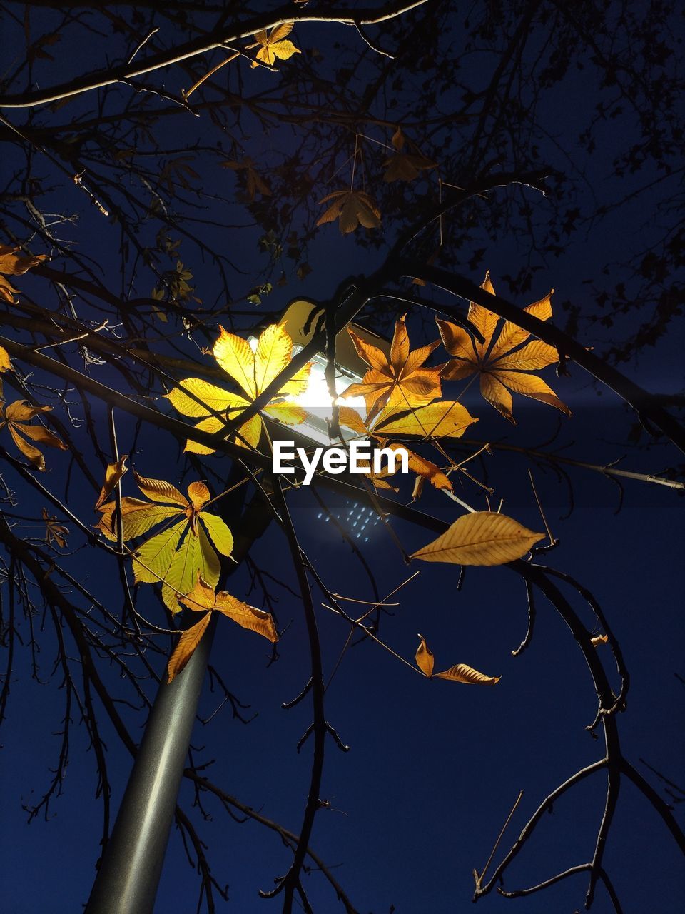 yellow, plant, branch, tree, sunlight, sky, nature, light, leaf, no people, low angle view, flower, beauty in nature, plant part, outdoors, autumn, blue, growth, darkness, dusk, clear sky, evening, reflection, illuminated, tranquility, bare tree