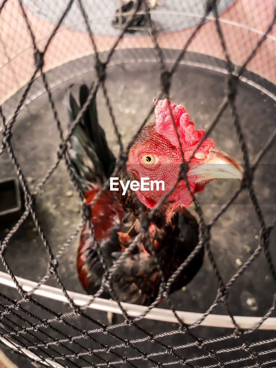 Beautiful chicken eye. 