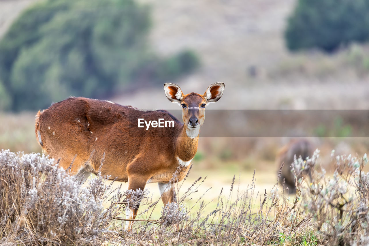 PORTRAIT OF DEER