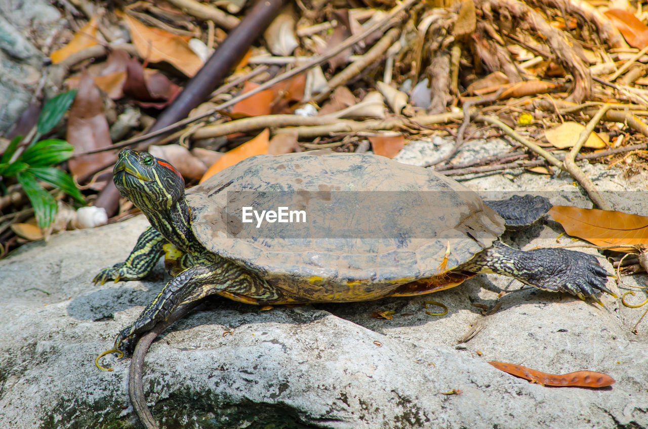 CLOSE-UP OF A LIZARD ON ROCK IN A GROUND