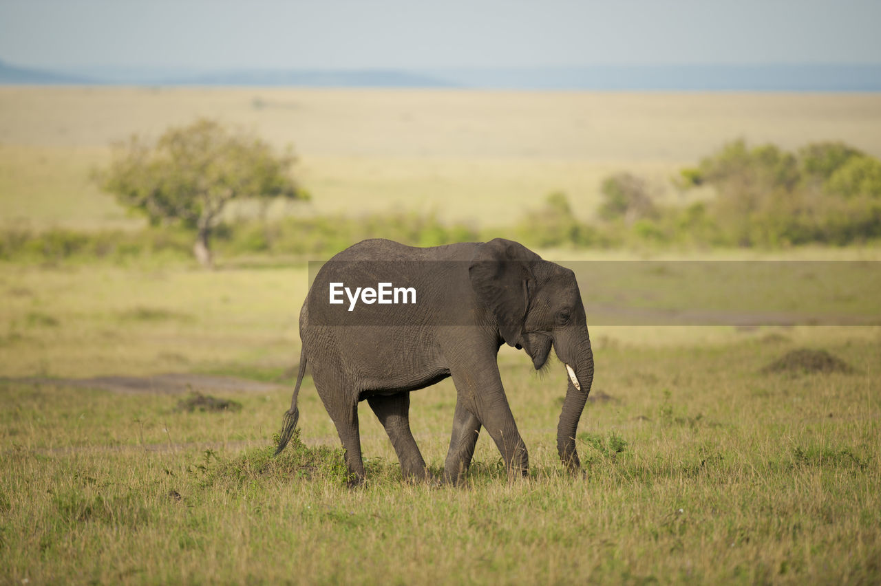 VIEW OF ELEPHANT WALKING IN FIELD