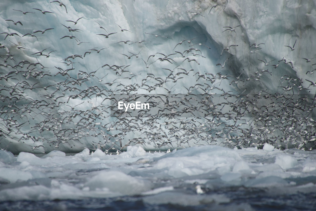 Flock of birds flying over frozen lake