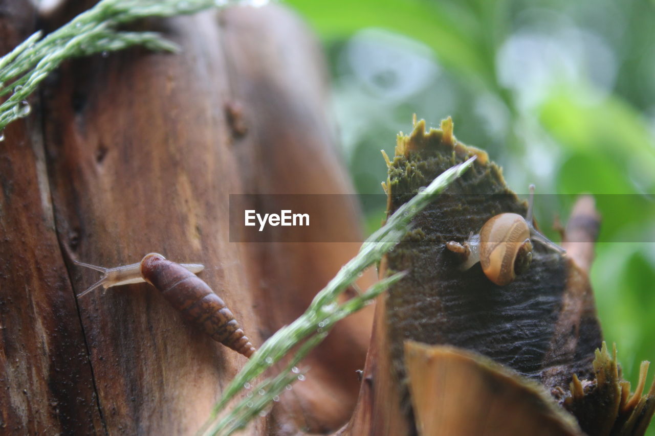 Close-up of snails crawling on bark