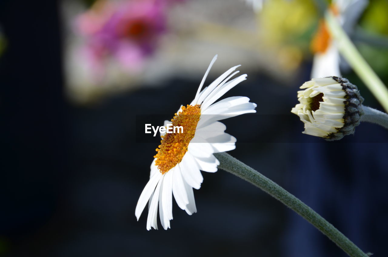 Close-up of white daisy