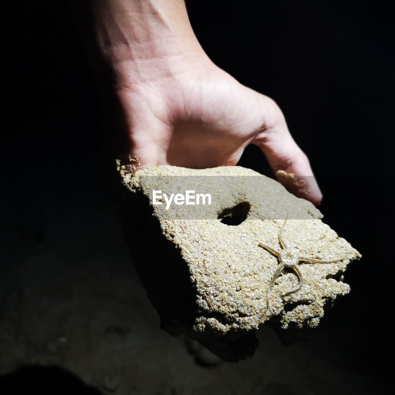 Close-up of hand holding sand and a starfish. 