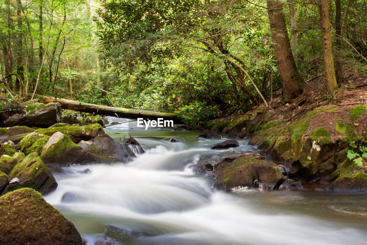 RIVER PASSING THROUGH FOREST