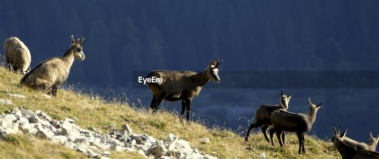 animal themes, animal, group of animals, animal wildlife, mammal, wildlife, nature, goat-antelope, domestic animals, no people, herd, livestock, grass, panoramic, day, outdoors, plant, land, beauty in nature, mountain goat, herbivorous, standing, mountain, field