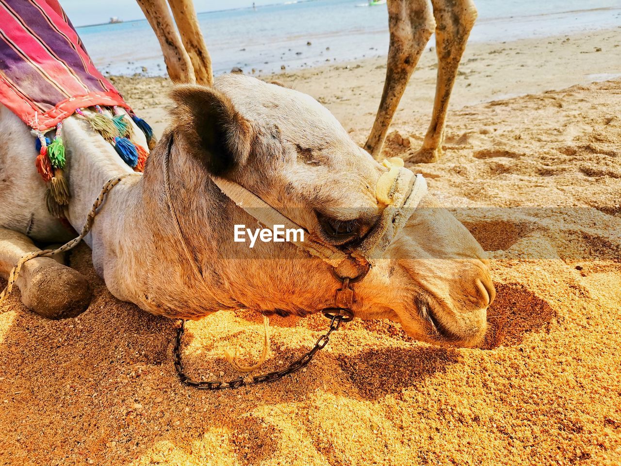 CLOSE-UP OF A ANIMAL ON BEACH