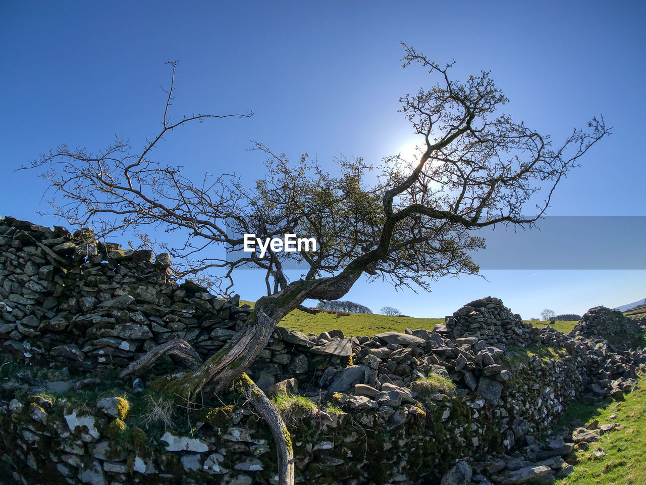 Low angle view of tree against clear sky