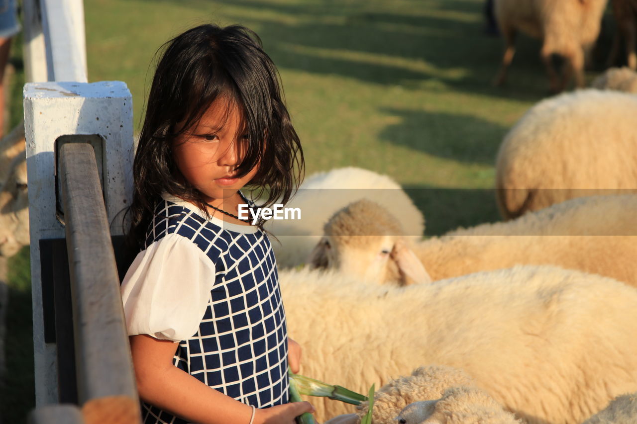 Cute girl looking away while standing amidst sheep