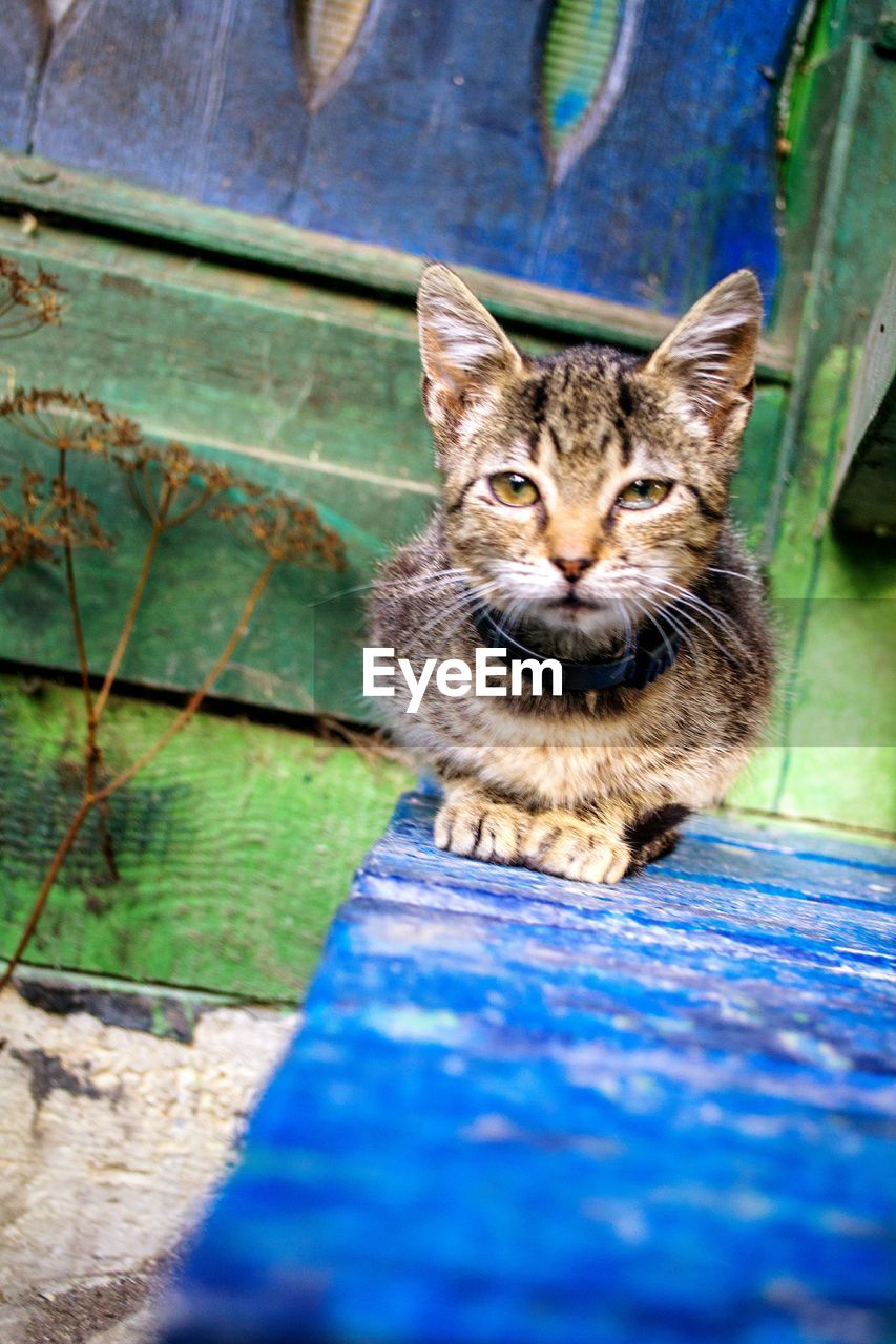 Portrait of cat sitting outdoors