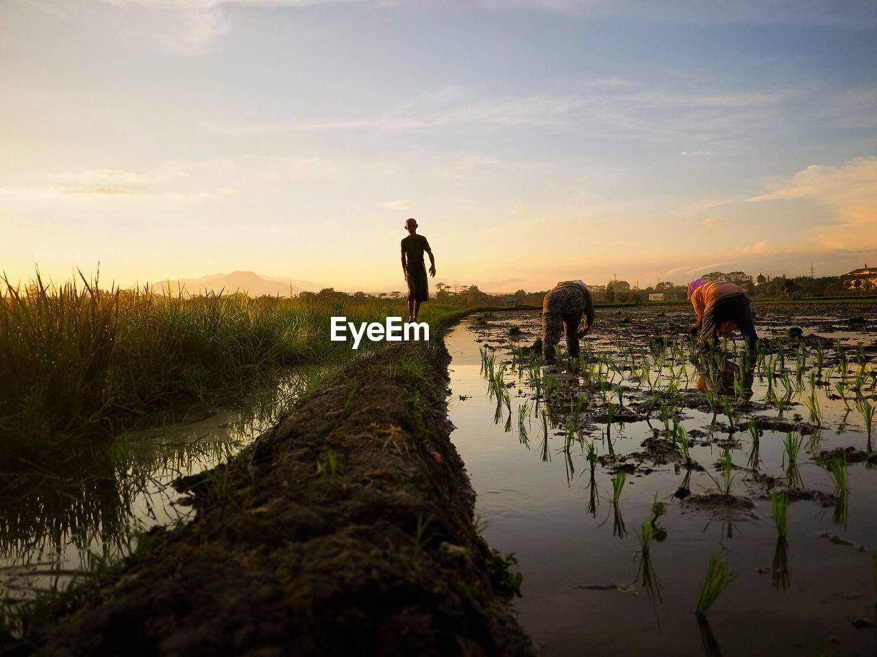 MEN BY PLANTS ON LAND AGAINST SKY