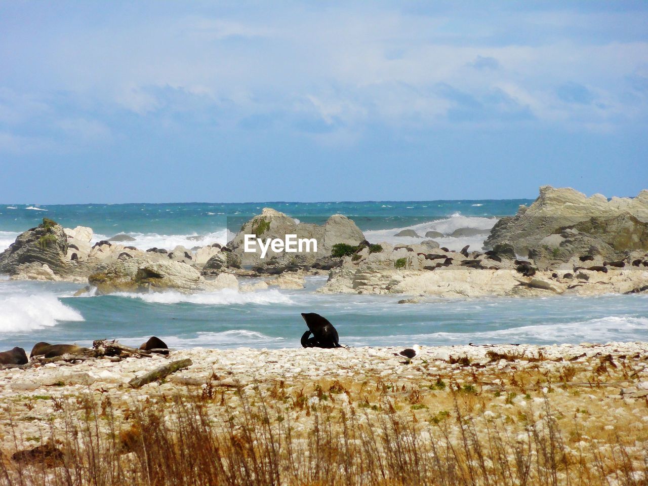 Sealion on beach