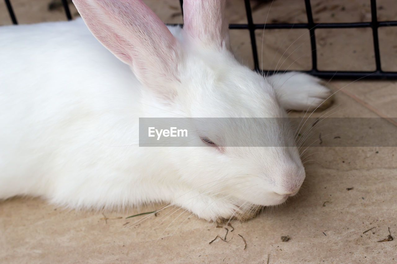 HIGH ANGLE VIEW OF A RABBIT
