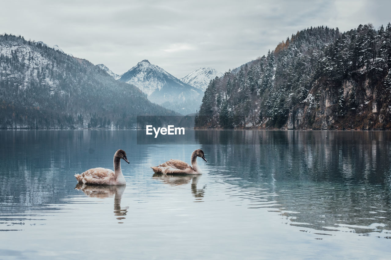 DUCKS FLOATING ON LAKE