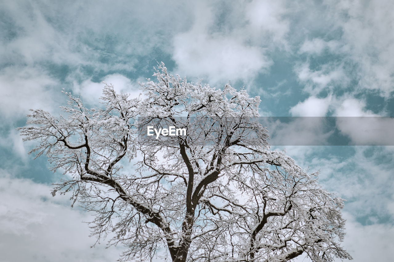 Low angle view of frozen bare tree against cloudy sky