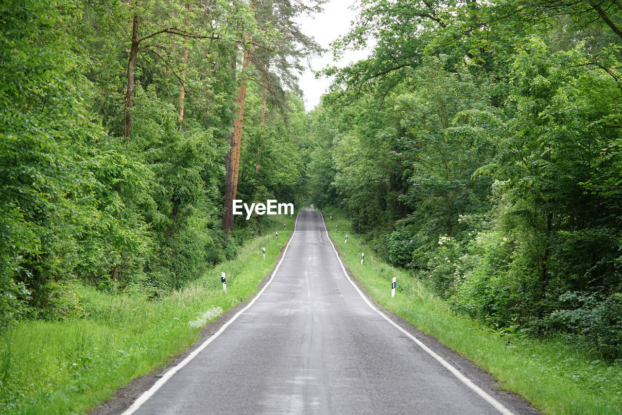 Road amidst trees in forest