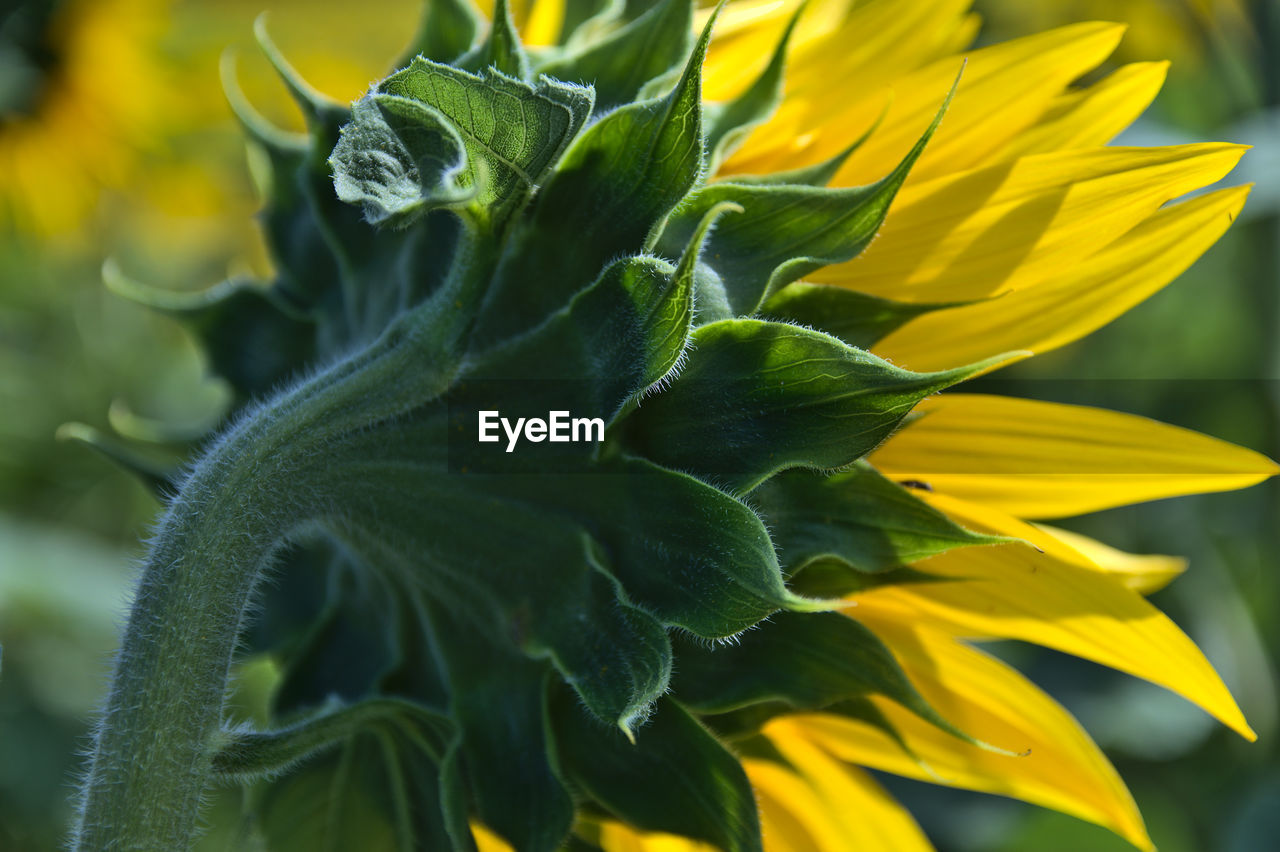 CLOSE-UP OF YELLOW FLOWER