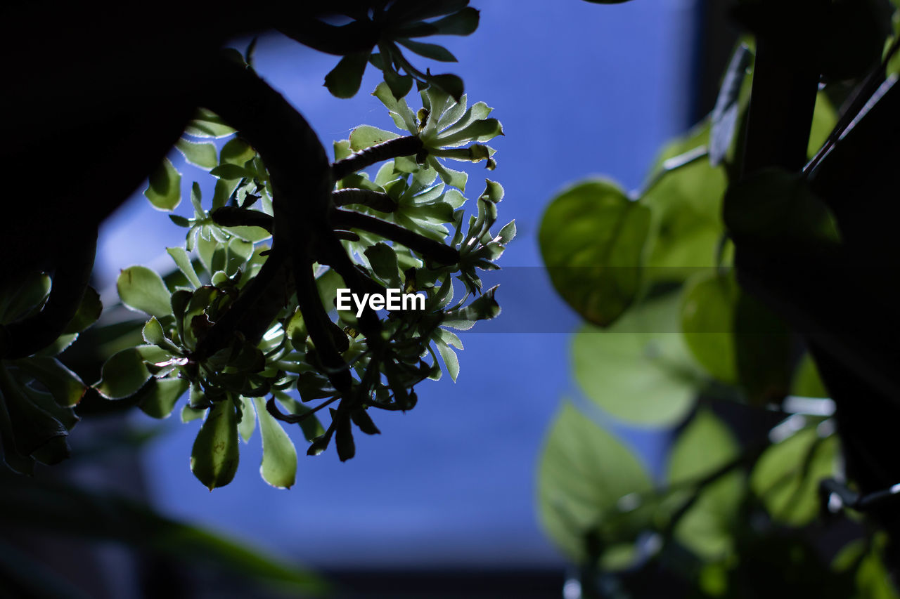 green, plant, leaf, plant part, growth, branch, nature, tree, flower, food and drink, macro photography, beauty in nature, food, blue, freshness, no people, close-up, healthy eating, sunlight, outdoors, fruit, blossom, focus on foreground, sky, light, day, agriculture, environment