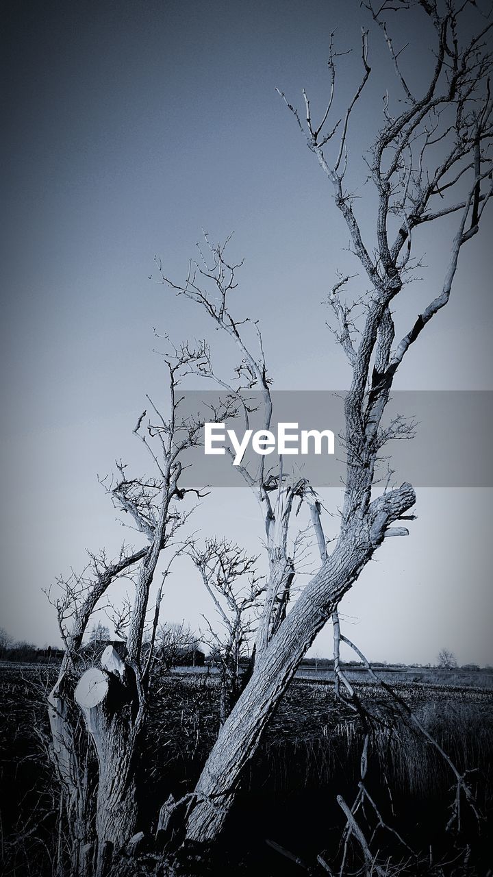 BARE TREE BRANCHES AGAINST CLEAR SKY