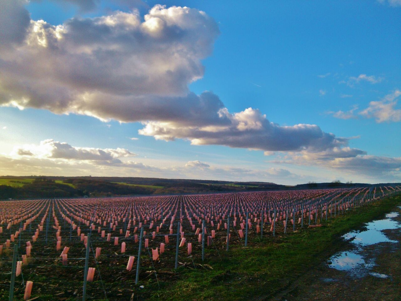 View of crop in field