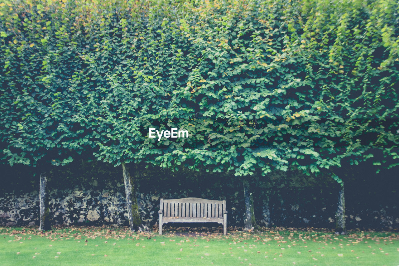 English style wooden bench on a lawn and under a tree path