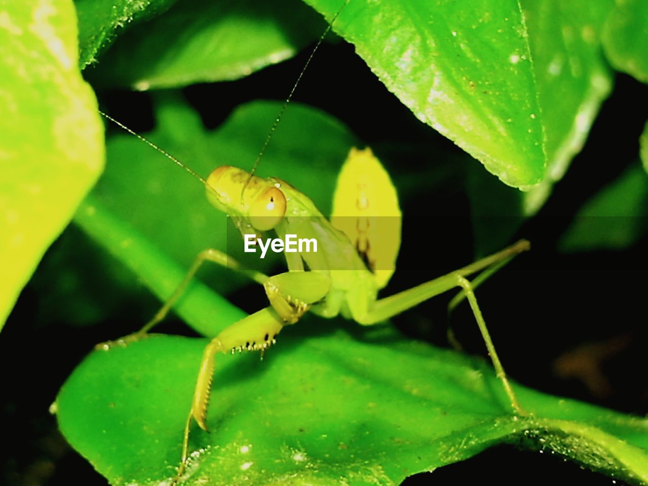 CLOSE-UP OF GRASSHOPPER ON PLANT