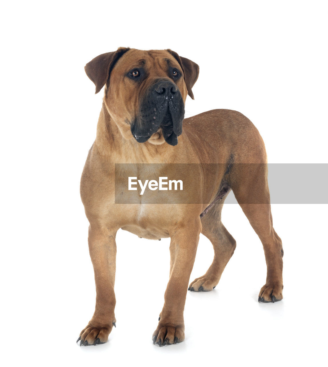 pet, dog, one animal, canine, animal themes, mammal, animal, domestic animals, bullmastiff, cut out, white background, portrait, studio shot, carnivore, cute, full length, young animal, looking, brown, looking at camera, purebred dog, boxer, indoors, sitting, no people, lap dog, puppy