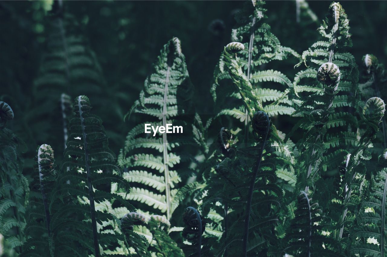 Close-up of pine trees in forest