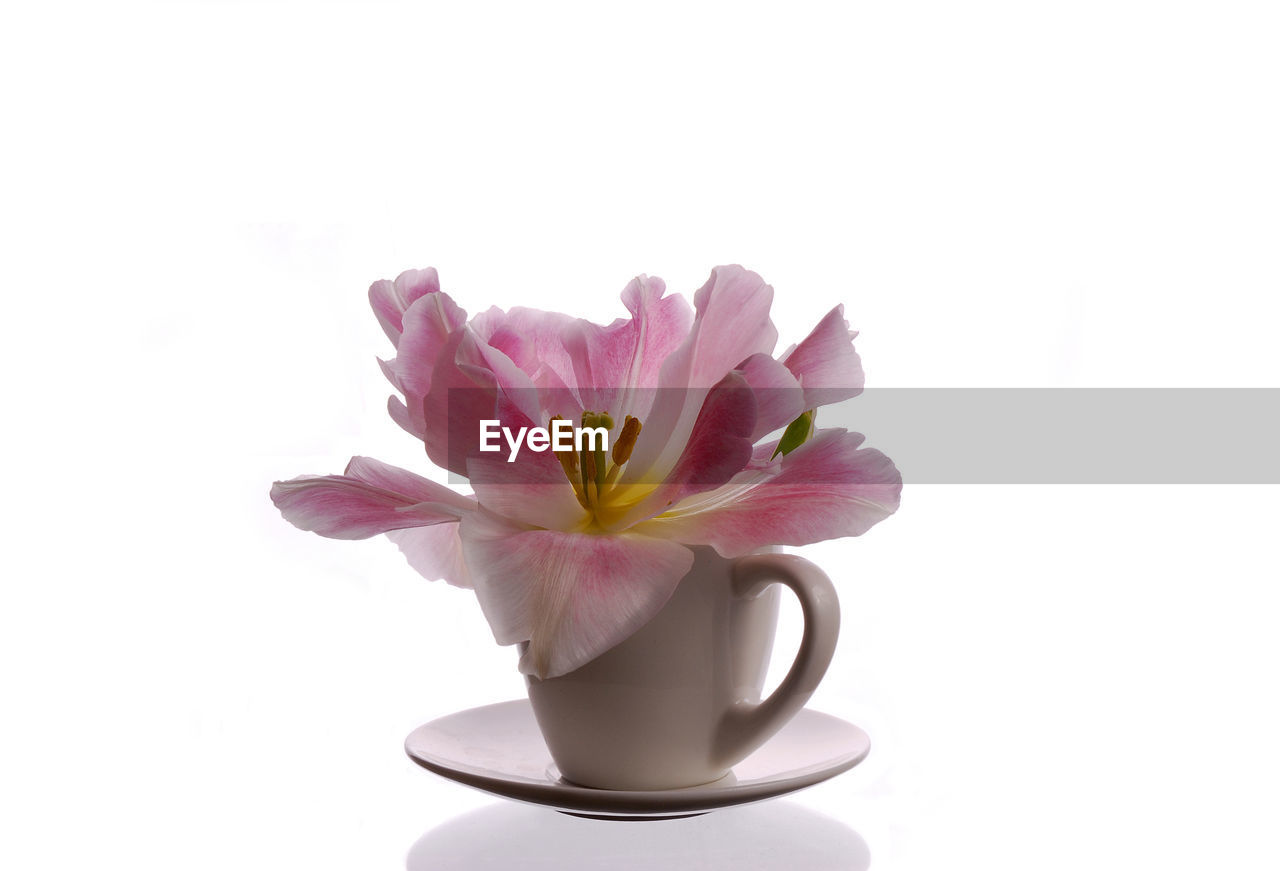 CLOSE-UP OF FLOWER AGAINST WHITE BACKGROUND