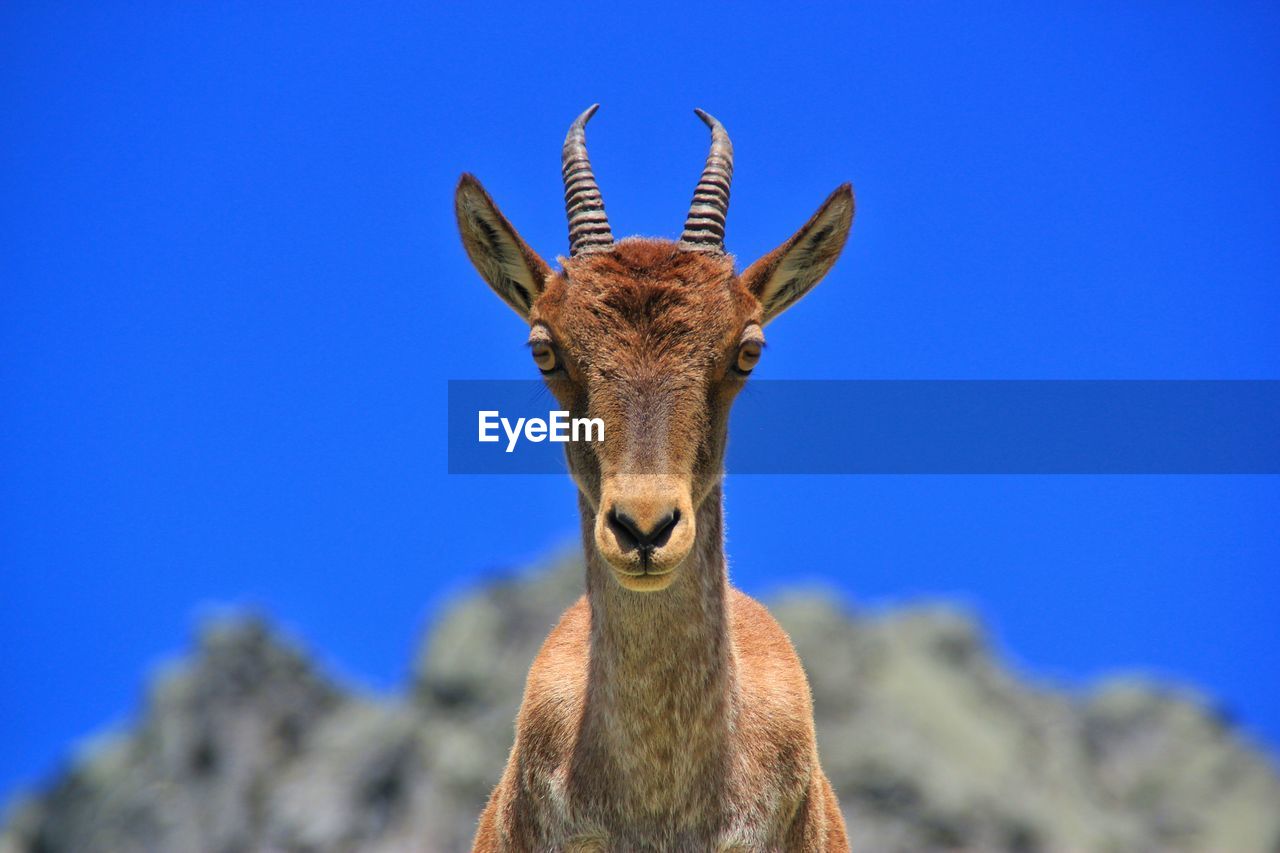 Close-up portrait of goat against blue sky