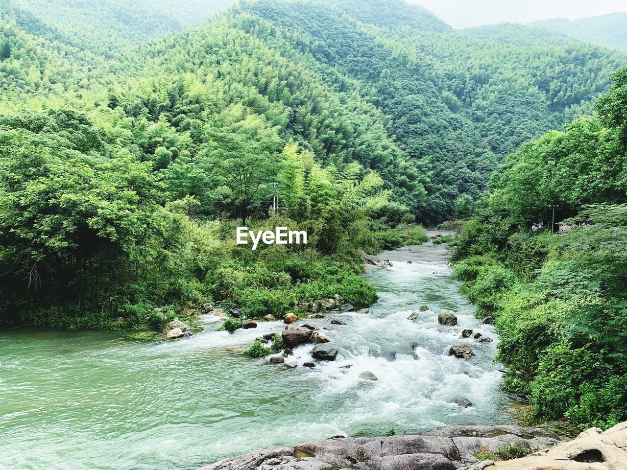 Scenic view of river flowing in forest