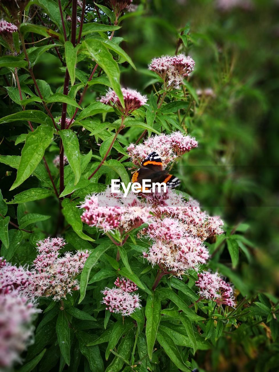 BEE POLLINATING FLOWERS