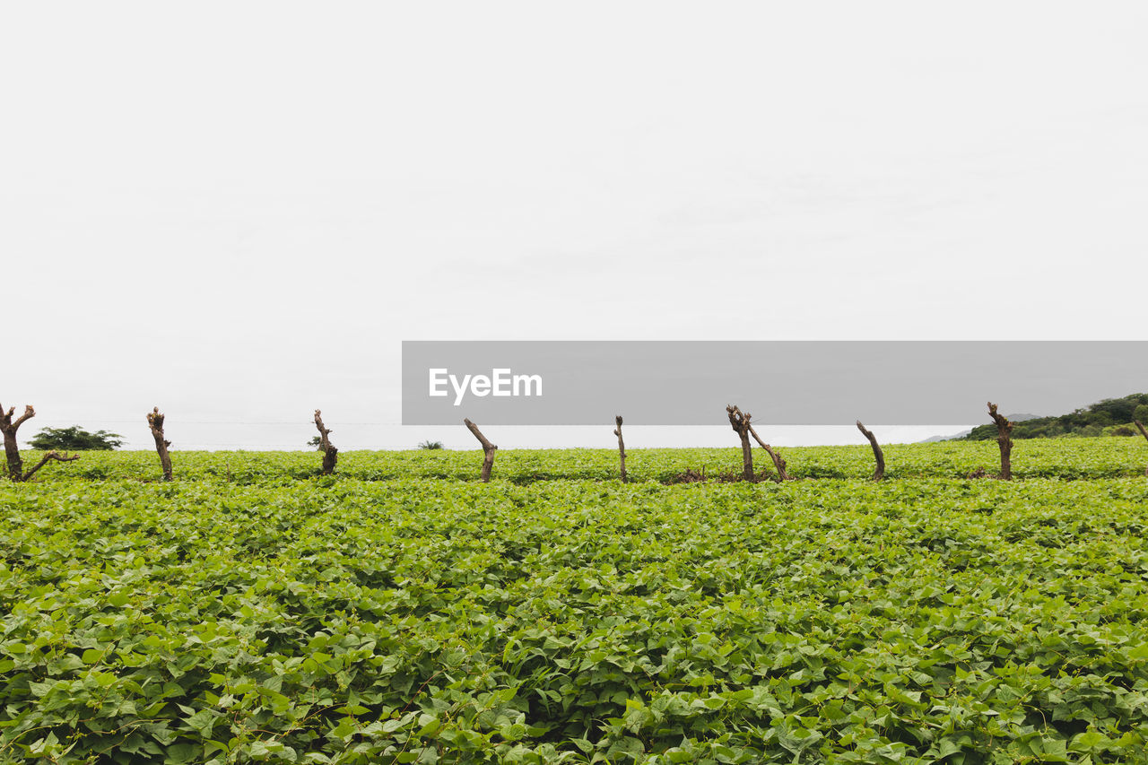 SCENIC VIEW OF FARM AGAINST SKY