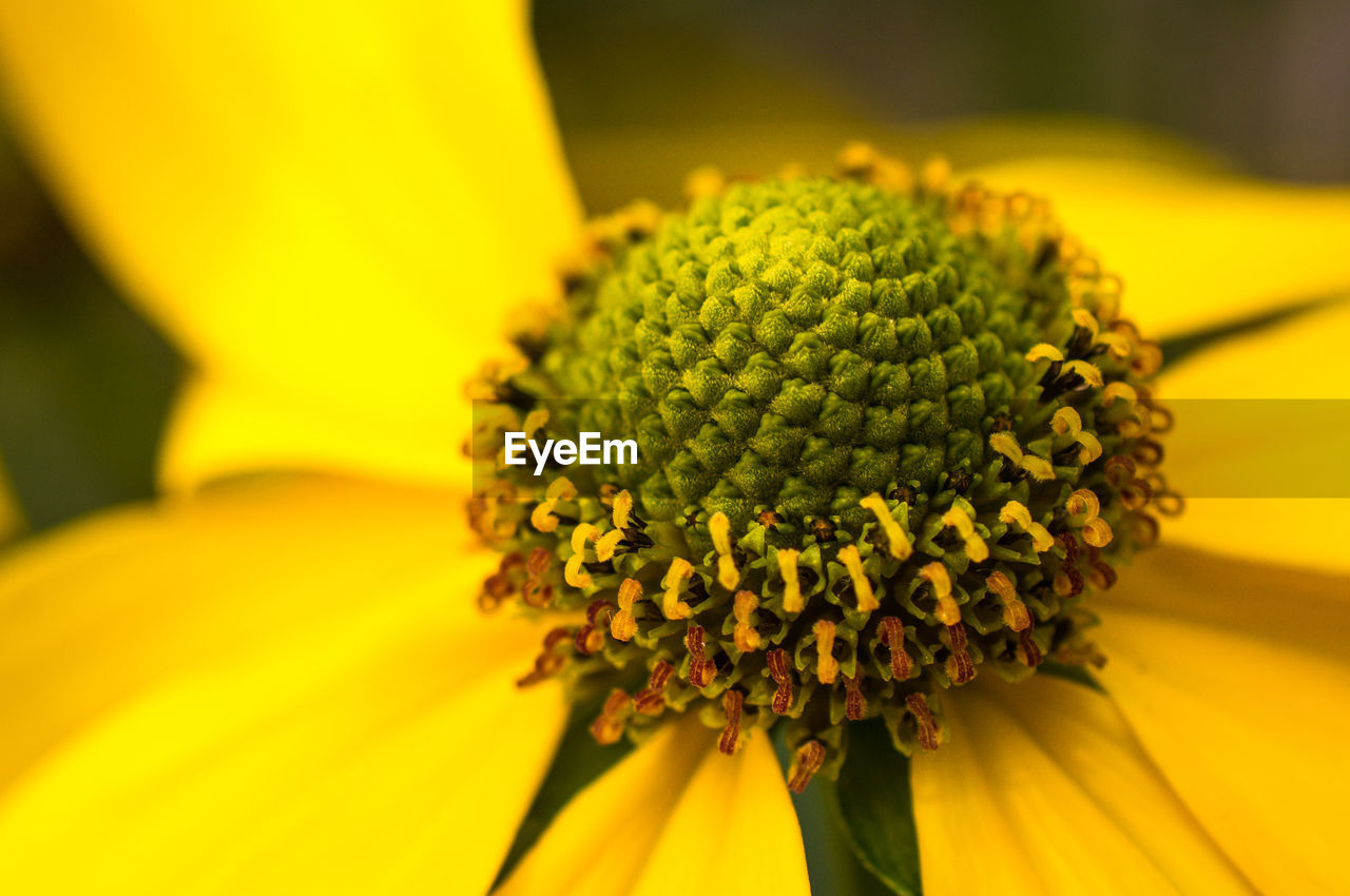 CLOSE-UP OF YELLOW FLOWER BLOOMING OUTDOORS