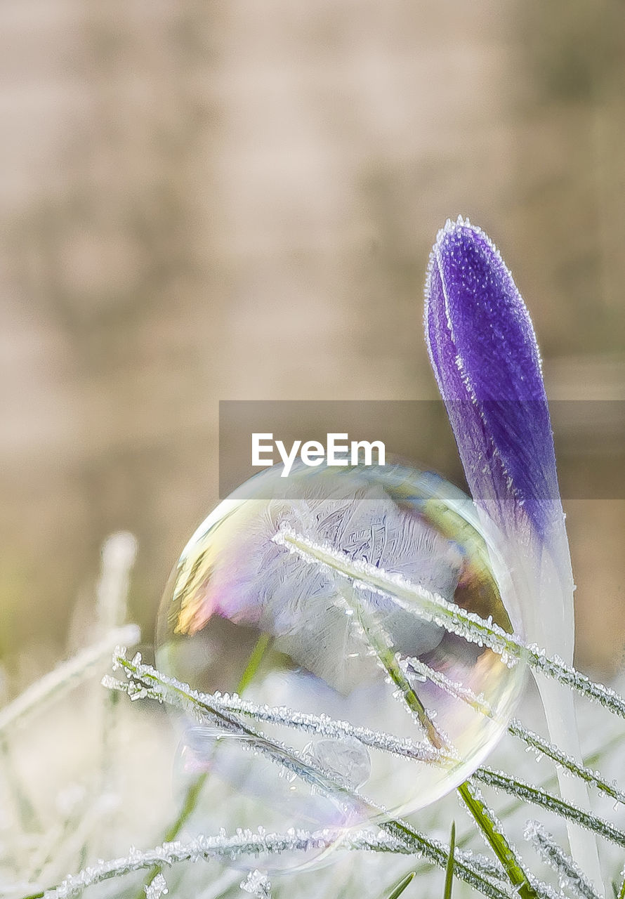 CLOSE-UP OF FRESH PURPLE CROCUS FLOWER