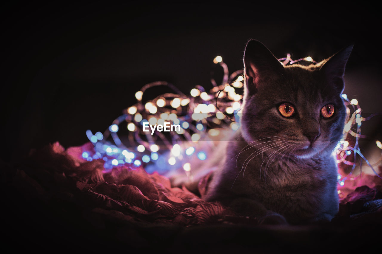 Close-up of a cat