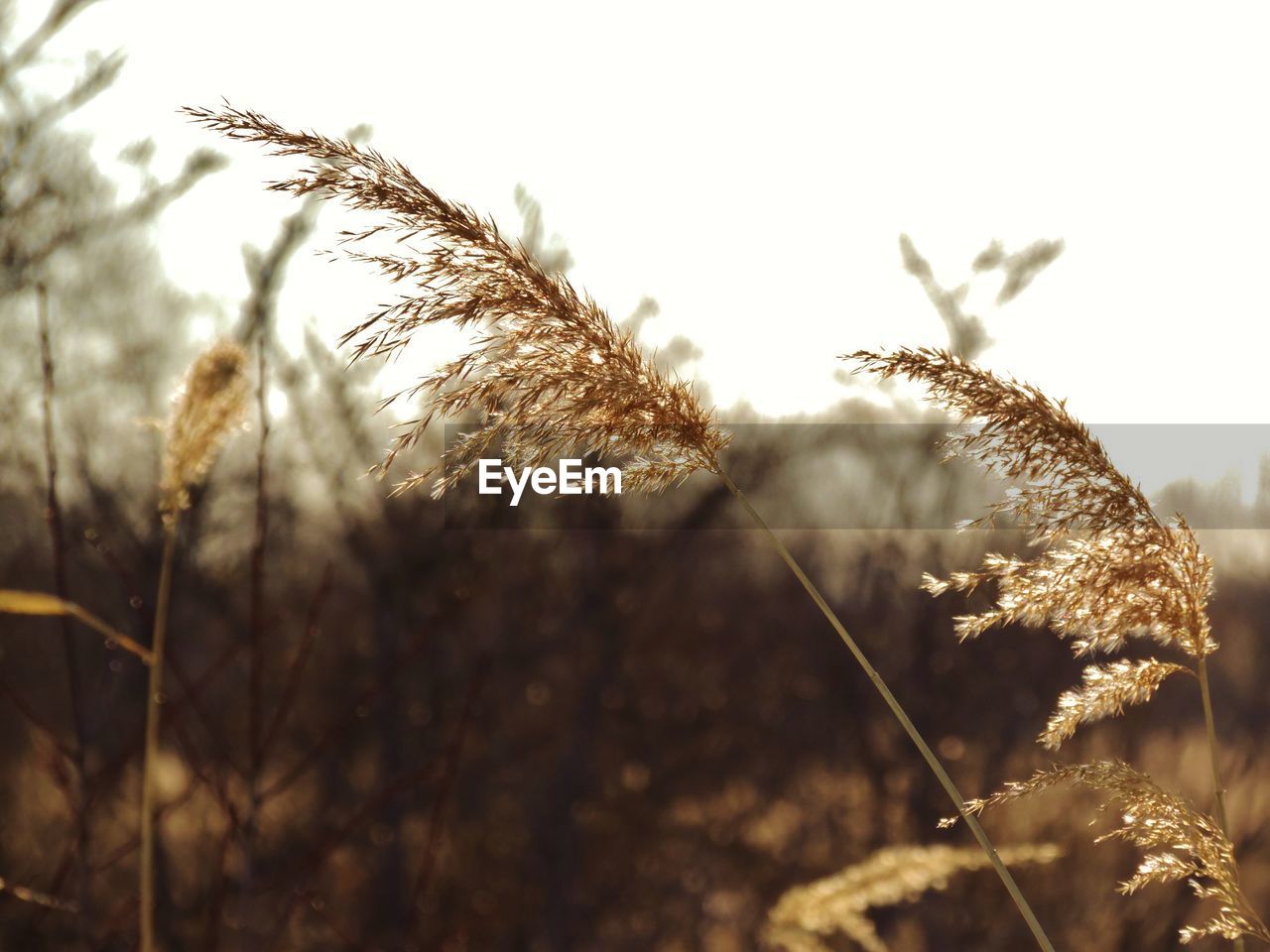 Close-up of stalks against the sky