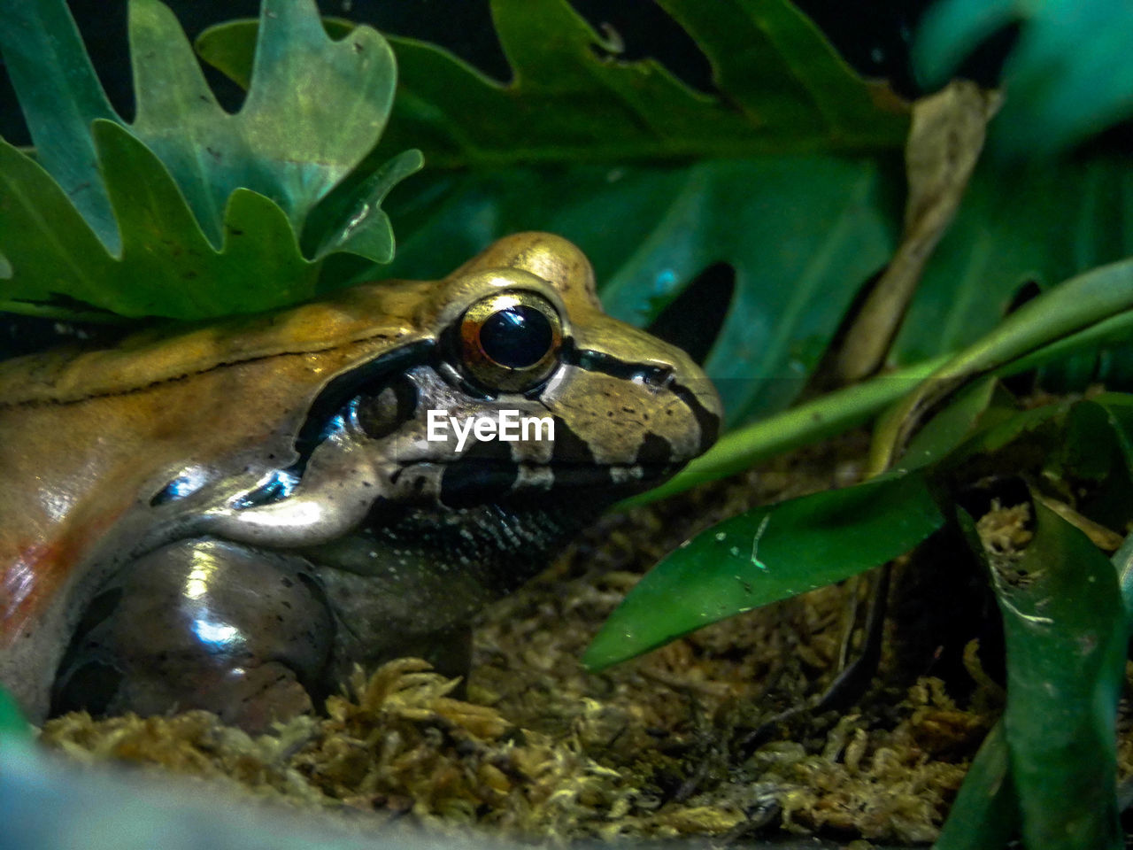 CLOSE-UP OF LIZARD IN WATER