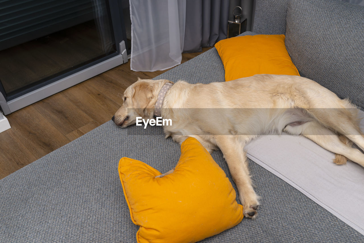 A young male golden retriever is sleeping on a couch in a home living room on yellow pillows