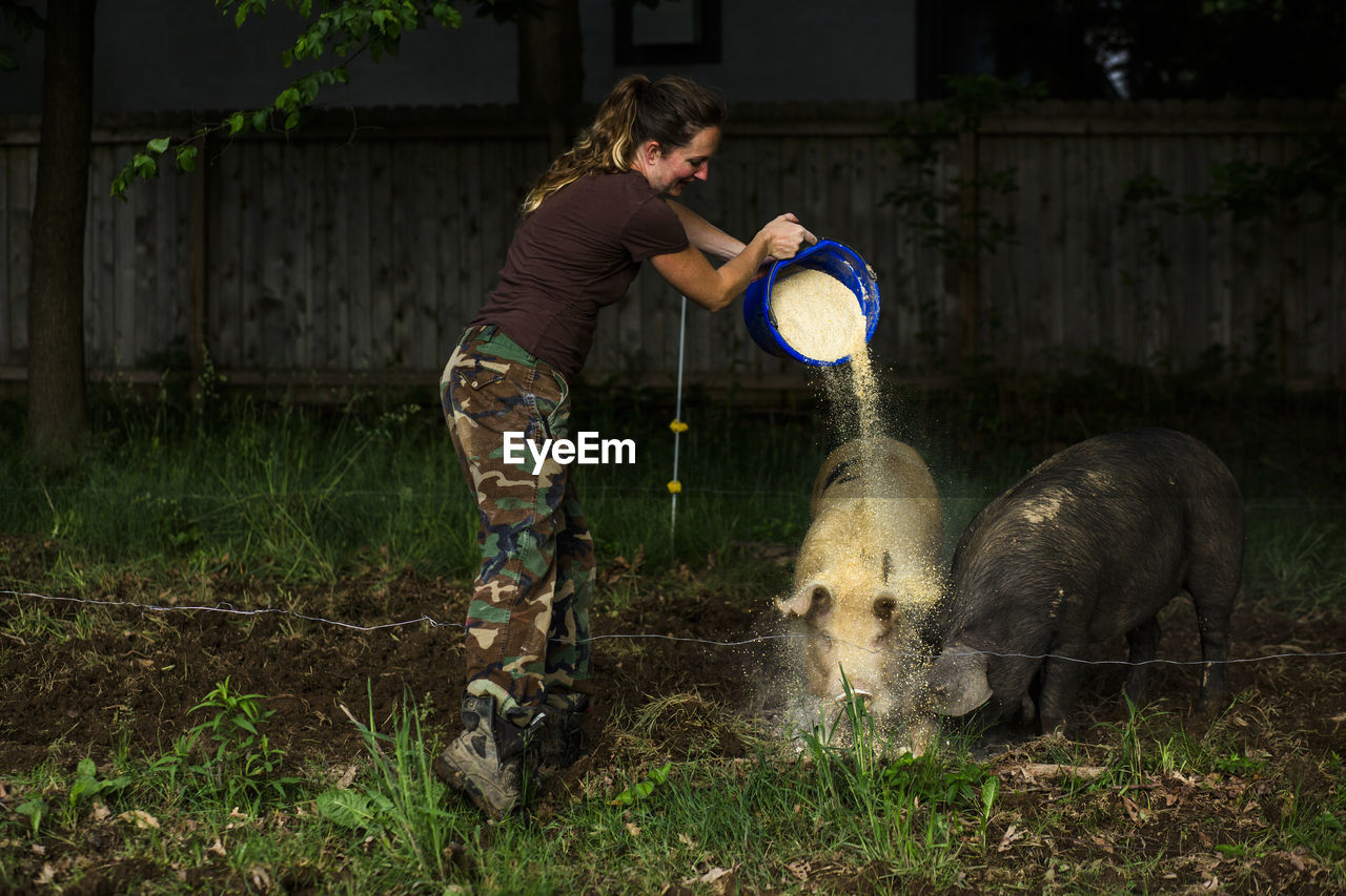 Side view of woman pouring grains on pigs while feeding them at farm