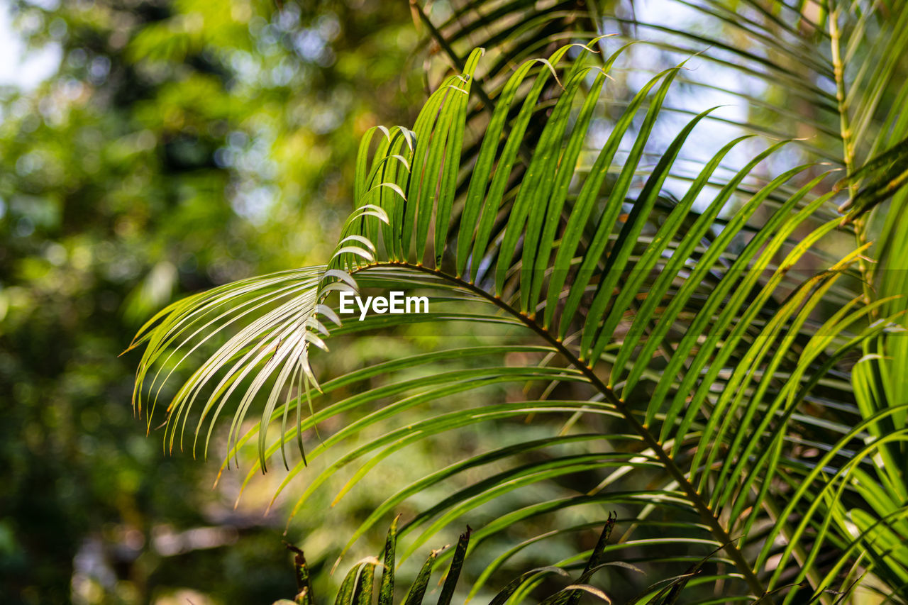 Close-up of palm tree leaves