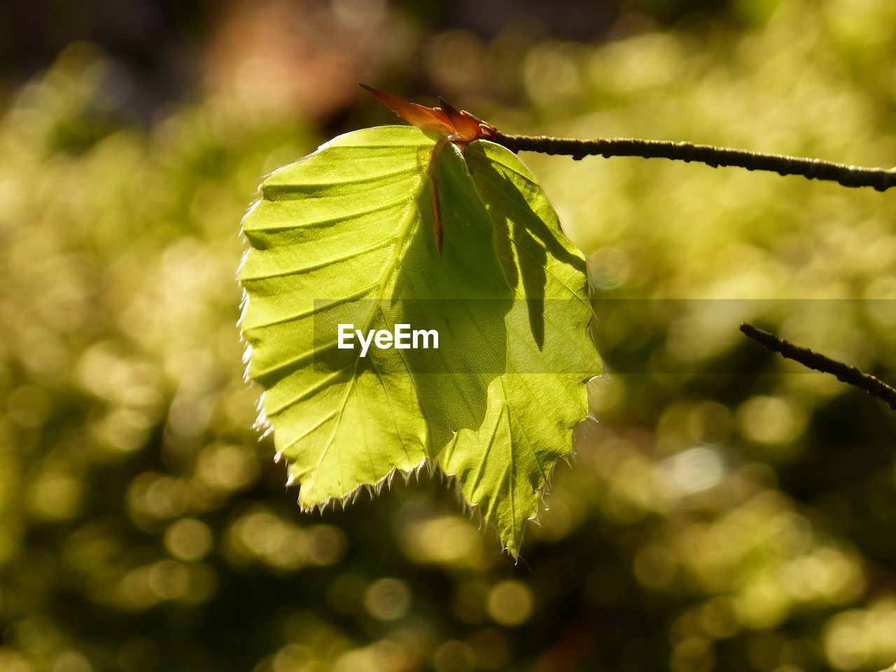 CLOSE-UP OF GREEN PLANT