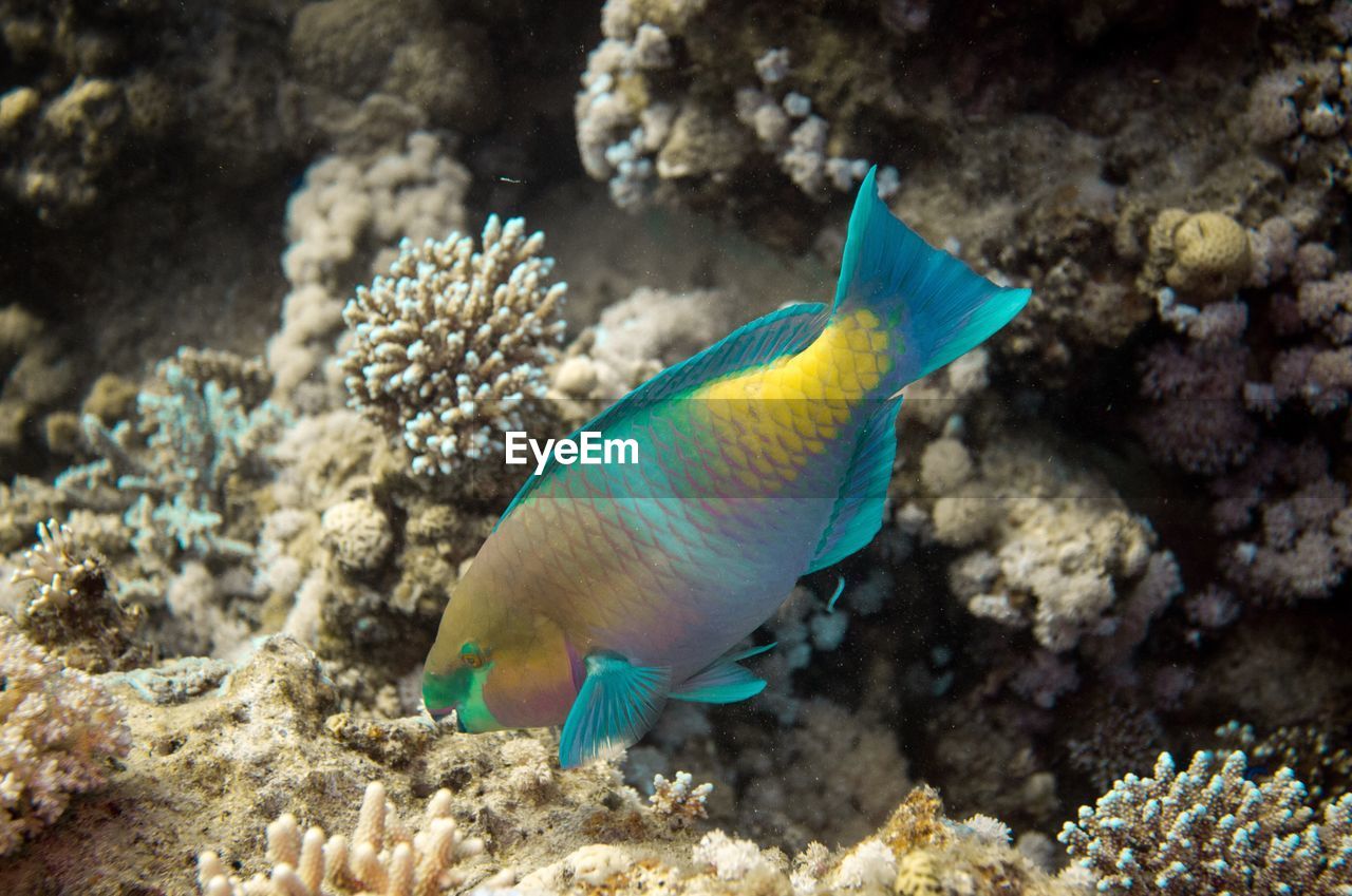 Close-up of fish in sea