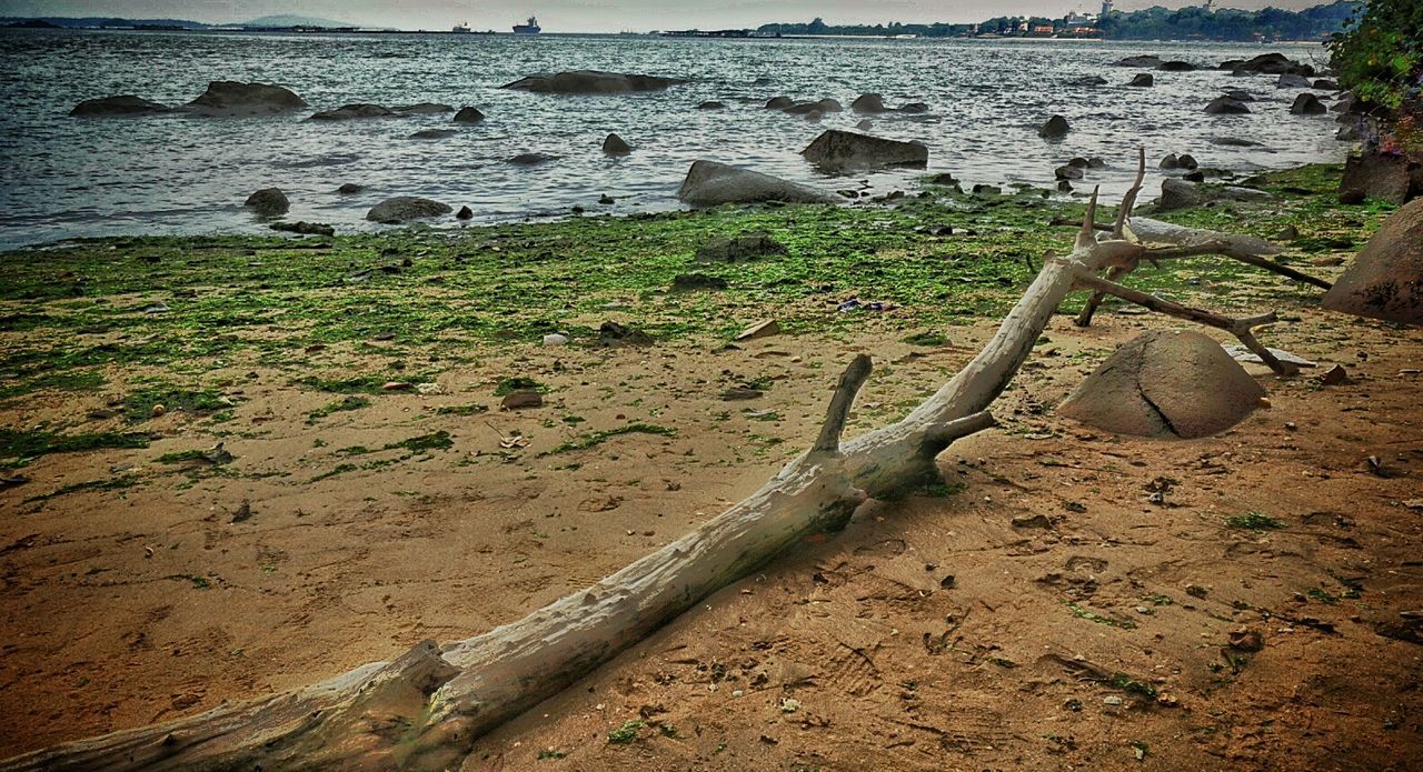 TREES ON SHORE