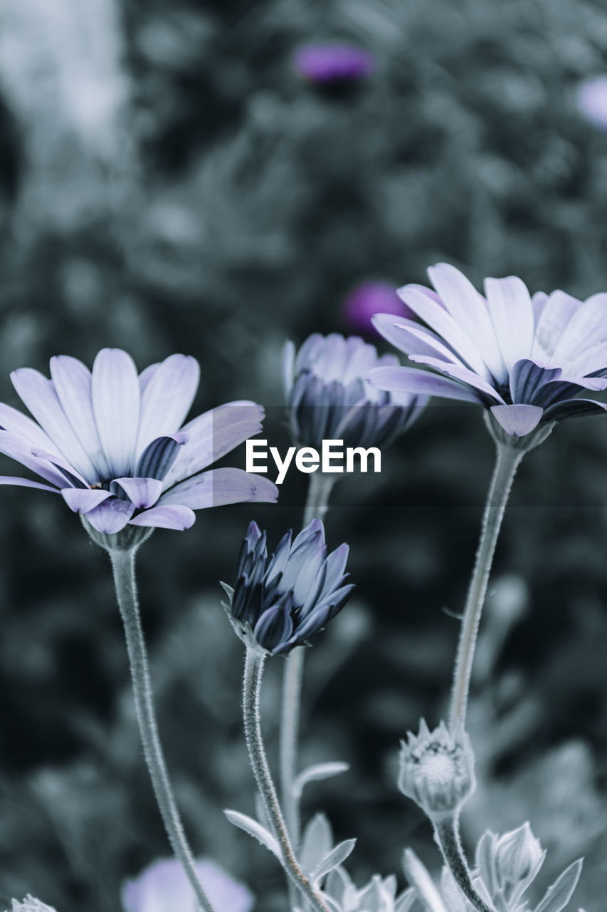flower, flowering plant, plant, freshness, beauty in nature, nature, close-up, black and white, fragility, growth, flower head, petal, focus on foreground, no people, inflorescence, purple, macro photography, blossom, wildflower, botany, outdoors, springtime, plant stem, monochrome photography, monochrome, selective focus, environment